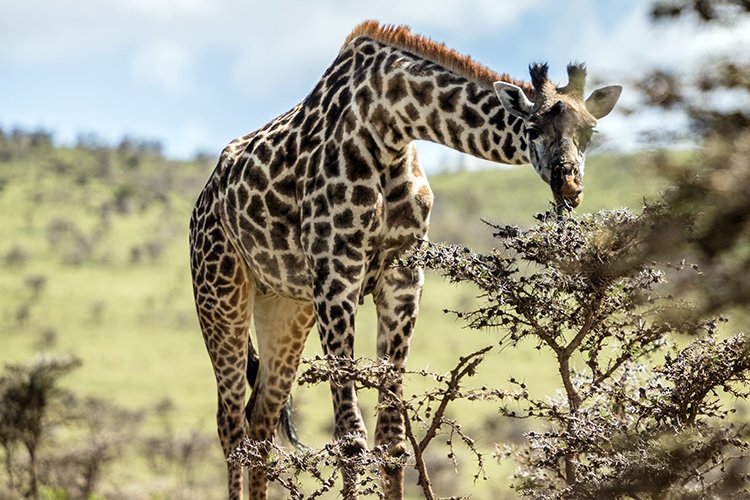 TZA ARU Ngorongoro 2016DEC23 052